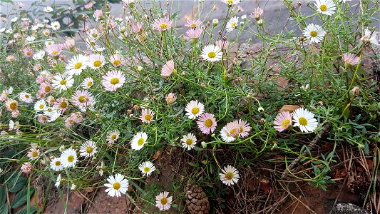 Mexican fleabane pink and white daisy-like flowers with leaves up stem grows on a wall