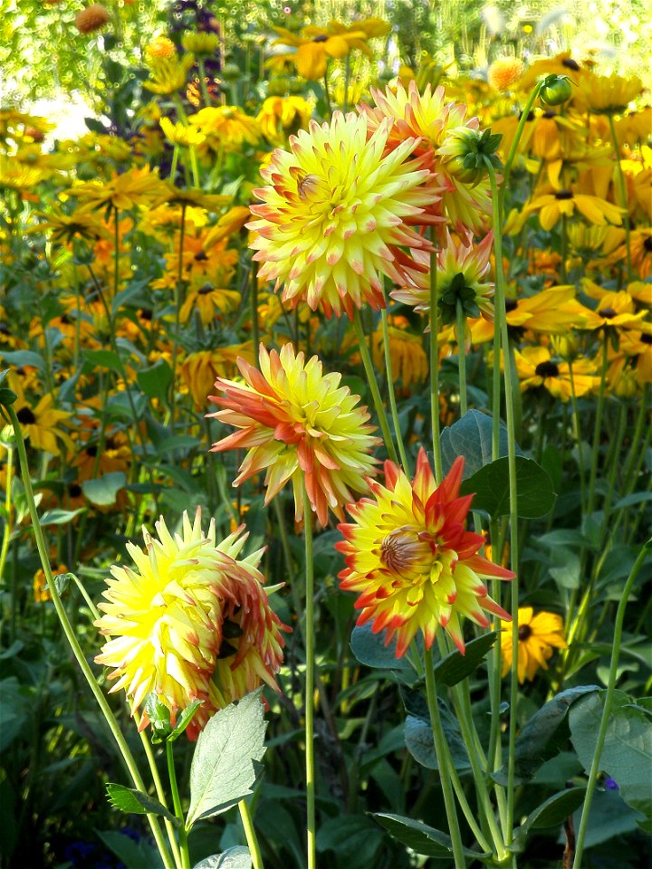 Cactus-style dahlia cultivars in front of Rudbeckia in the Bochum botanical garden.