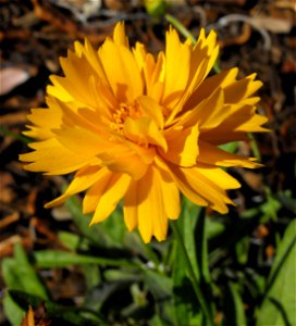 Coreopsis grandiflora at the Water Conservation Garden at Cuyamaca College in El Cajon, California, USA. Identified by sign.