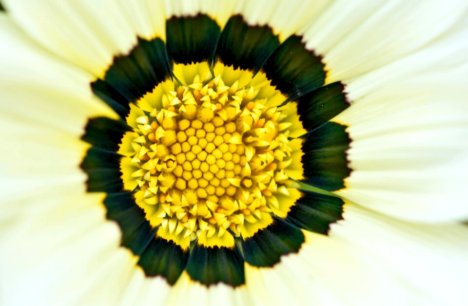 Botanical flora south africa