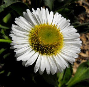 Erigeron glaucus 'David's Choice' cultivar - at the Rancho Santa Ana Botanic Garden in Claremont, Southern California, U.S. Identified by garden i.d. sign. photo