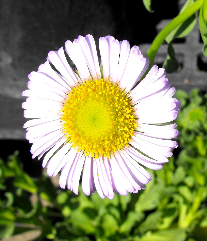 Erigeron glaucus 'Wayne Roderick' at the San Diego Home & Garden Show, Del Mar, California, USA. Identified by exhibitor's sign.