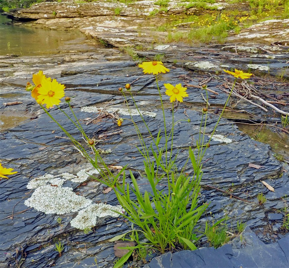 Coreopsis lanceolata, dry bedrock slopes above river, where Highway 278 crosses Baker Creek, Howard County, Arkansas.