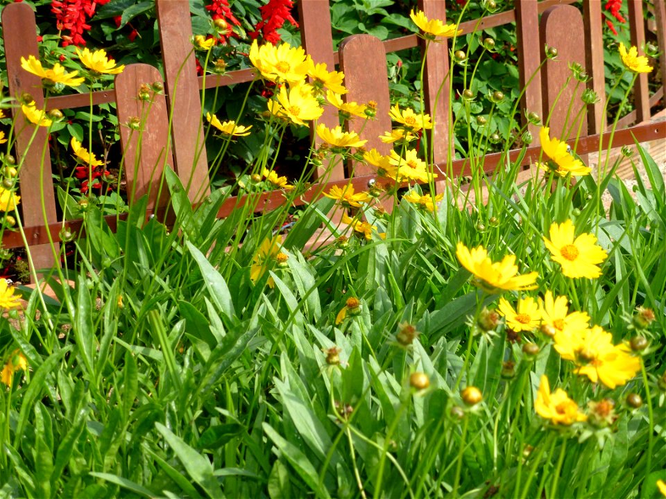 Coreopsis lanceolata in Da Lat city, Vietnam