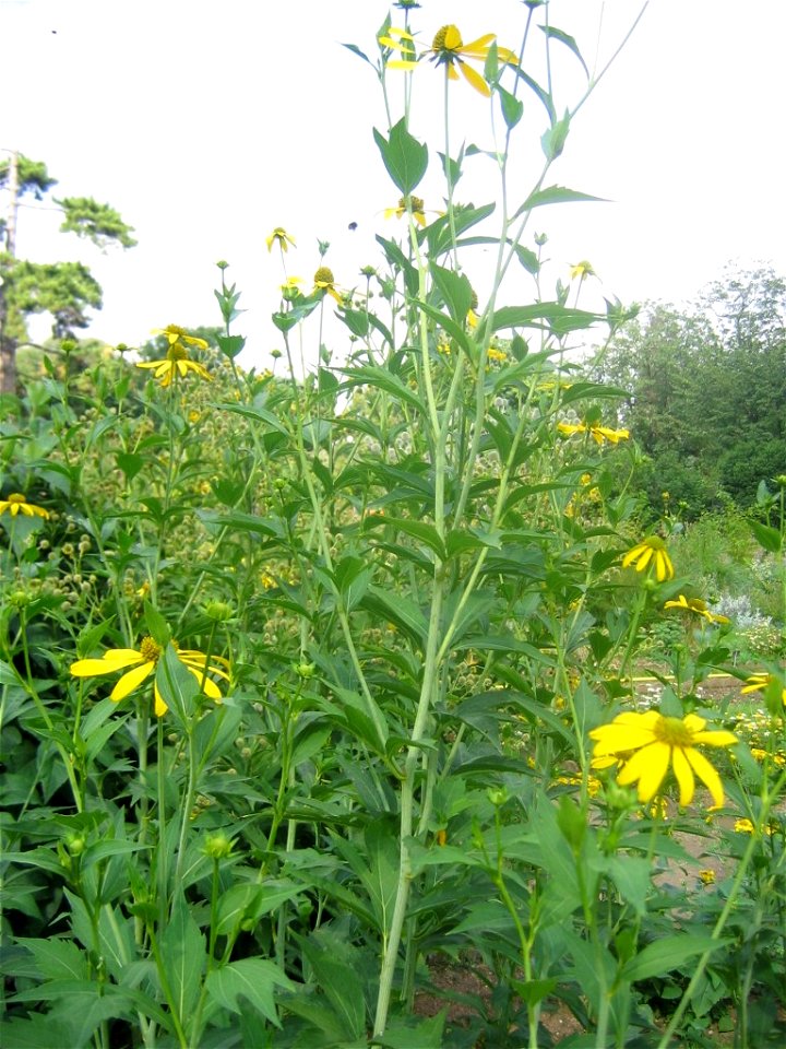 The cutleaf, cutleaf coneflower, goldenglow, green-headed coneflower, tall coneflower or thimbleweed (Rudbeckia laciniata) at the Jardin des Plantes, Paris, France.