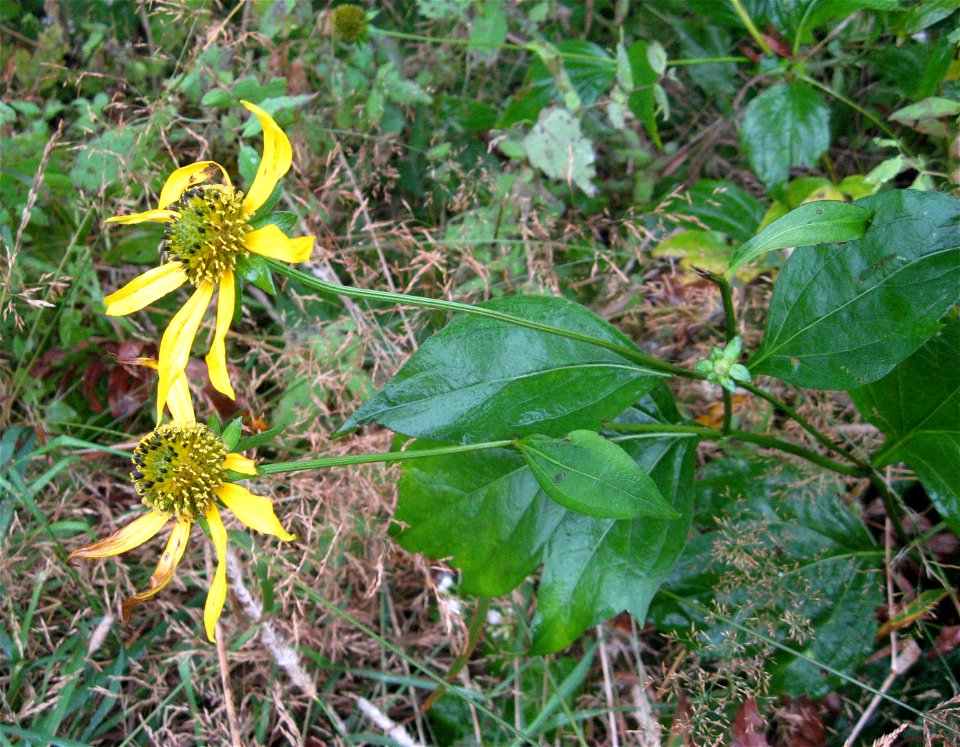 Rudbeckia laciniata var. humilis, edge of woods at very high elevation, near summit of Clingmans Dome.
