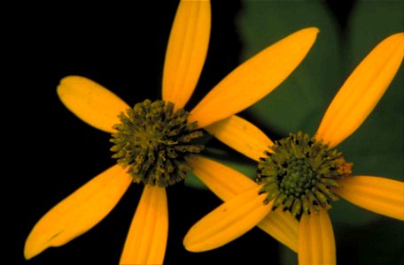 Image title: Wild golden glow plant with big petals rudbeckia laciniata
Image from Public domain images website, http://www.public-domain-image.com/full-image/flora-plants-public-domain-images-picture