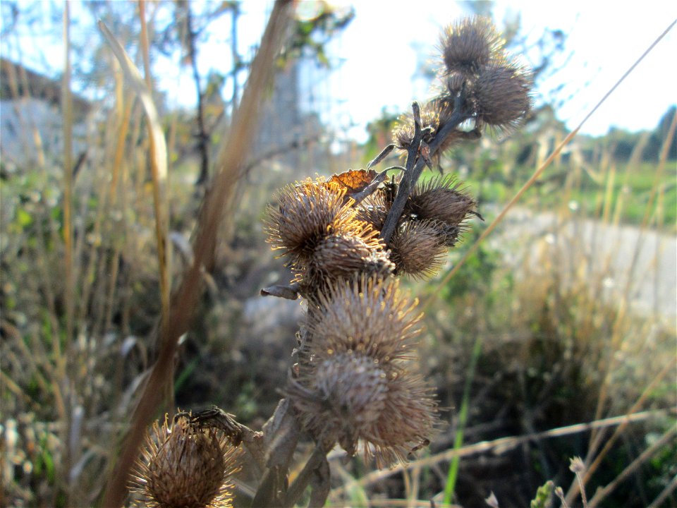 Kleine Klette (Arctium minus) auf einem Sandplatz in Hockenheim