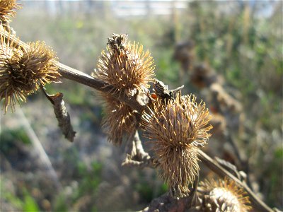 Kleine Klette (Arctium minus) auf einem Sandplatz in Hockenheim