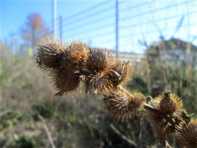 Kleine Klette (Arctium minus) auf einem Sandplatz in Hockenheim