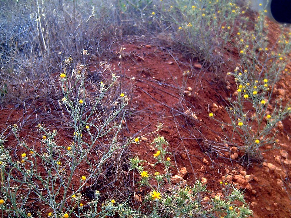 Centaurea solstitialis habitat, Campo de Calatrava, Spain