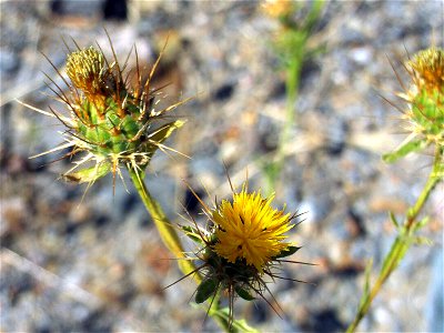 Centaurea melitensis flowers close up, Solana del Pino, Valle de Alcudia, Spain