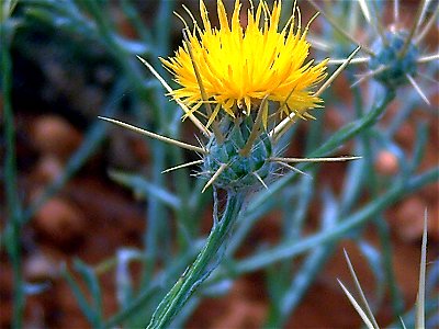 Centaurea solstitialis close up, Campo de Calatrava, Spain