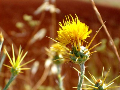 Centaurea solstitialis Flower close up, Campo de Calatrava, Spain