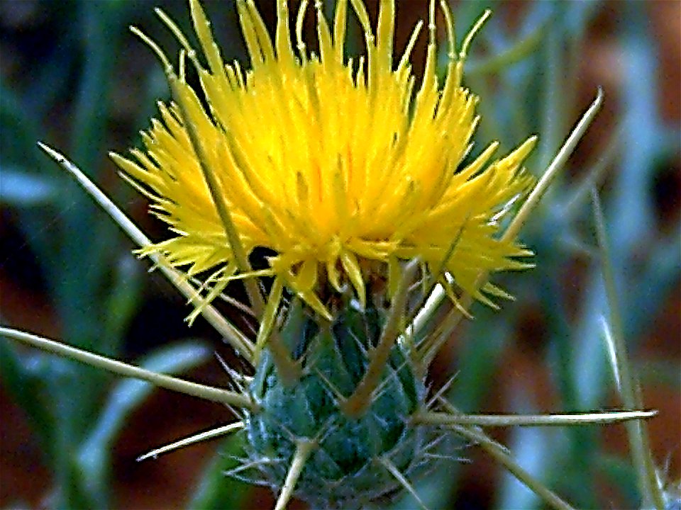Centaurea solstitialis inflorescence close up, Campo de Calatrava, Spain
