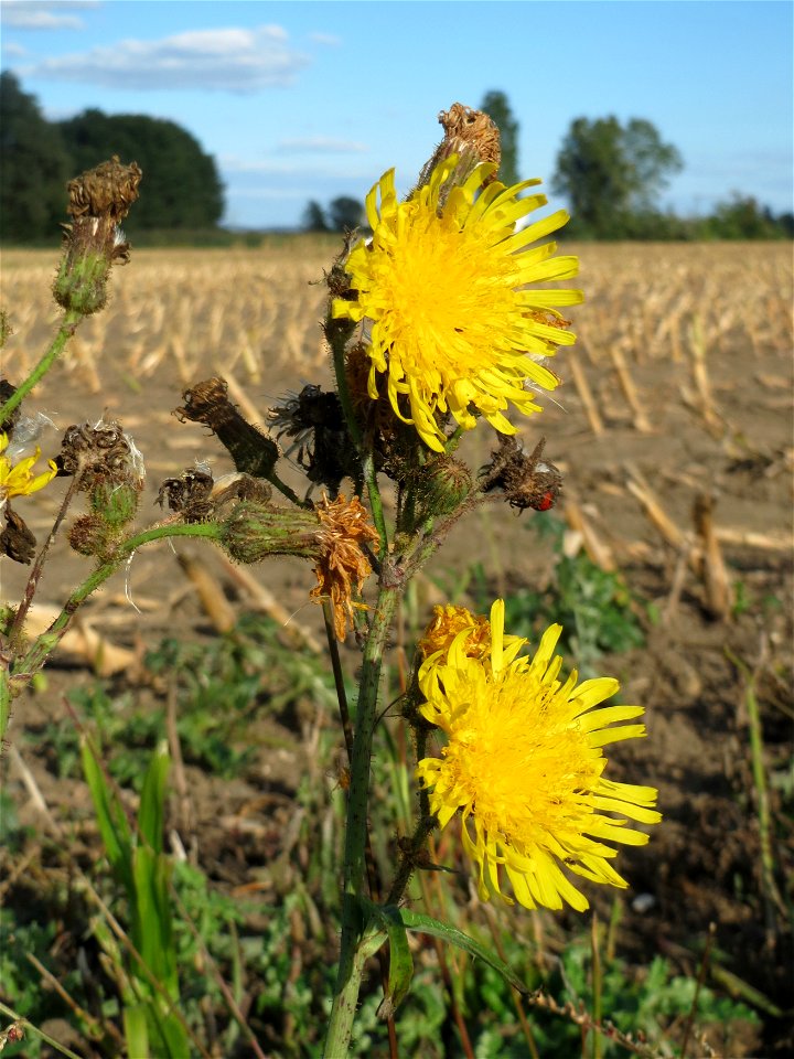 Acker-Gänsedistel (Sonchus arvensis) im Hockenheimer Rheinbogen