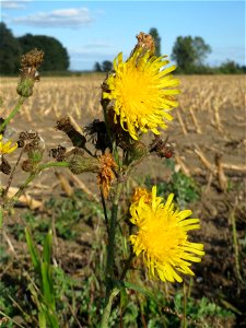 Acker-Gänsedistel (Sonchus arvensis) im Hockenheimer Rheinbogen