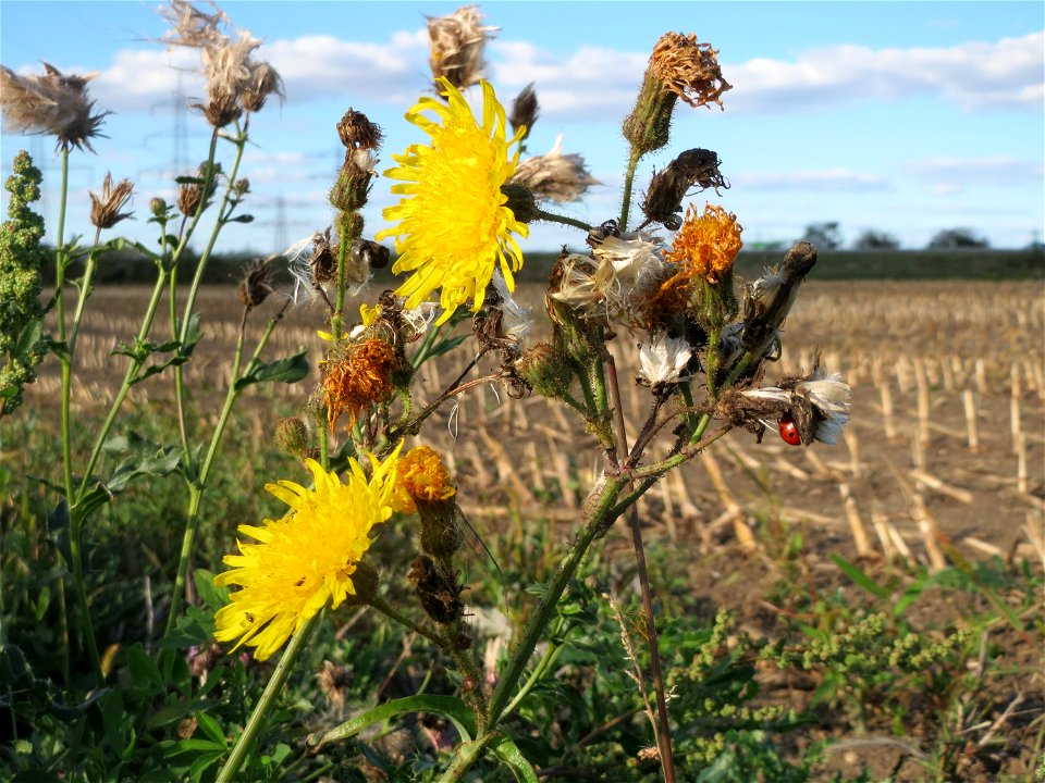 Acker-Gänsedistel (Sonchus arvensis) im Hockenheimer Rheinbogen