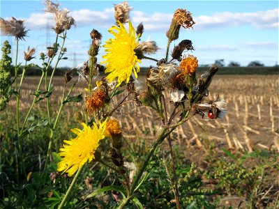 Acker-Gänsedistel (Sonchus arvensis) im Hockenheimer Rheinbogen