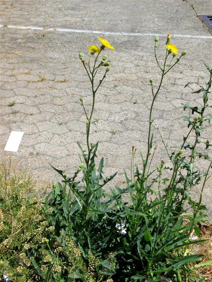 Acker-Gänsedistel (Sonchus arvensis) am Straßenrand in Saarbrücken