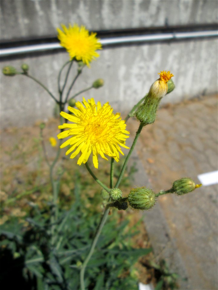 Acker-Gänsedistel (Sonchus arvensis) am Straßenrand in Saarbrücken