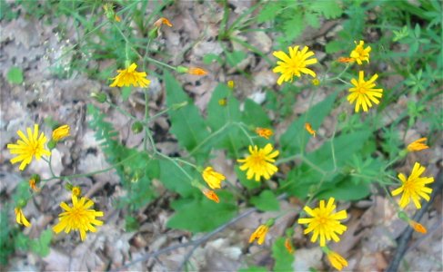 Sonchus arvensis bgiu