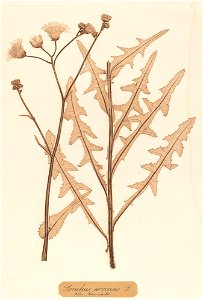 Sonchus arvensis