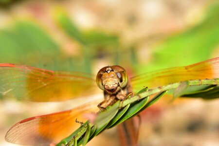 Macro eyes nature