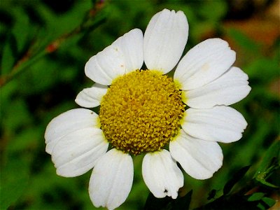 Anthemis cotula close up, Sierra Madrona, Spain