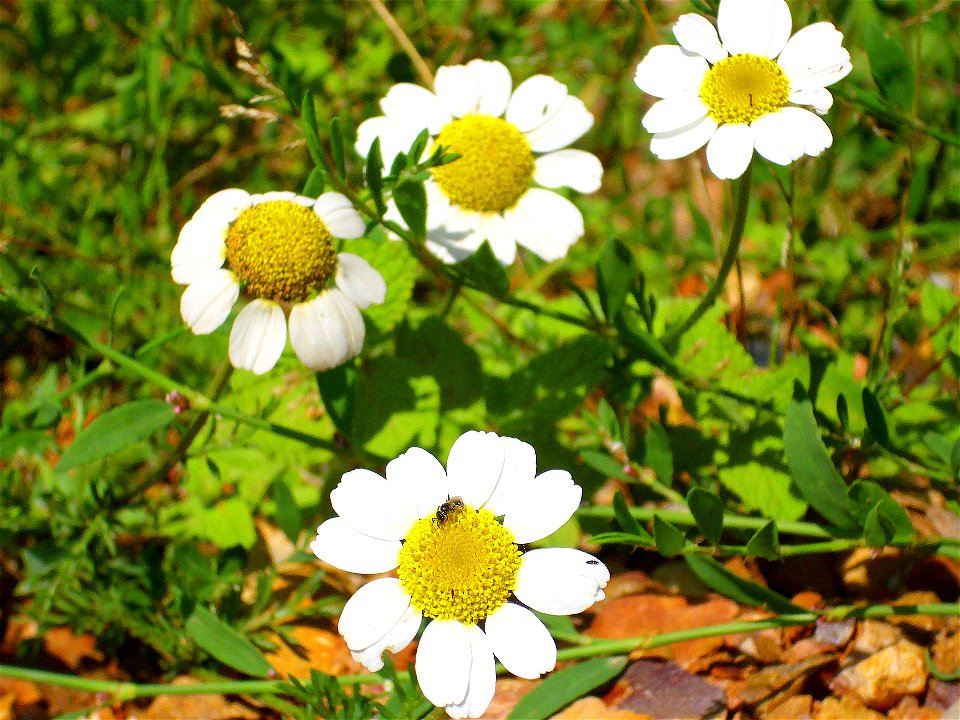 Anthemis cotula habit, Sierra Madrona, Spain