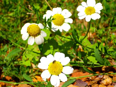 Anthemis cotula habit, Sierra Madrona, Spain photo