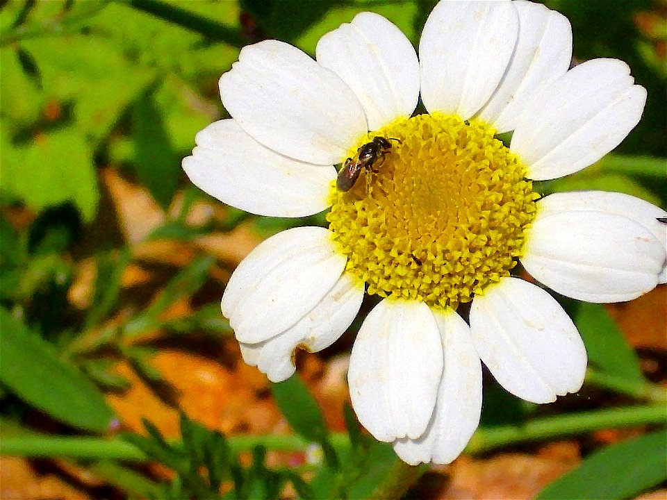 Anthemis cotula inflorescence, Sierra Madrona, Spain