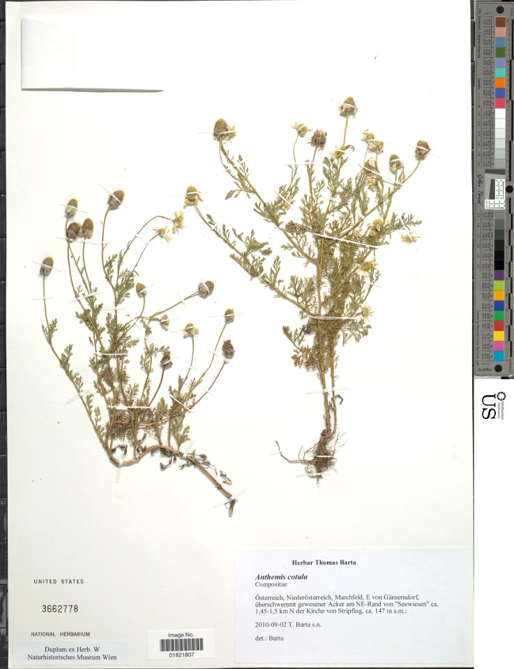Anthemis cotula