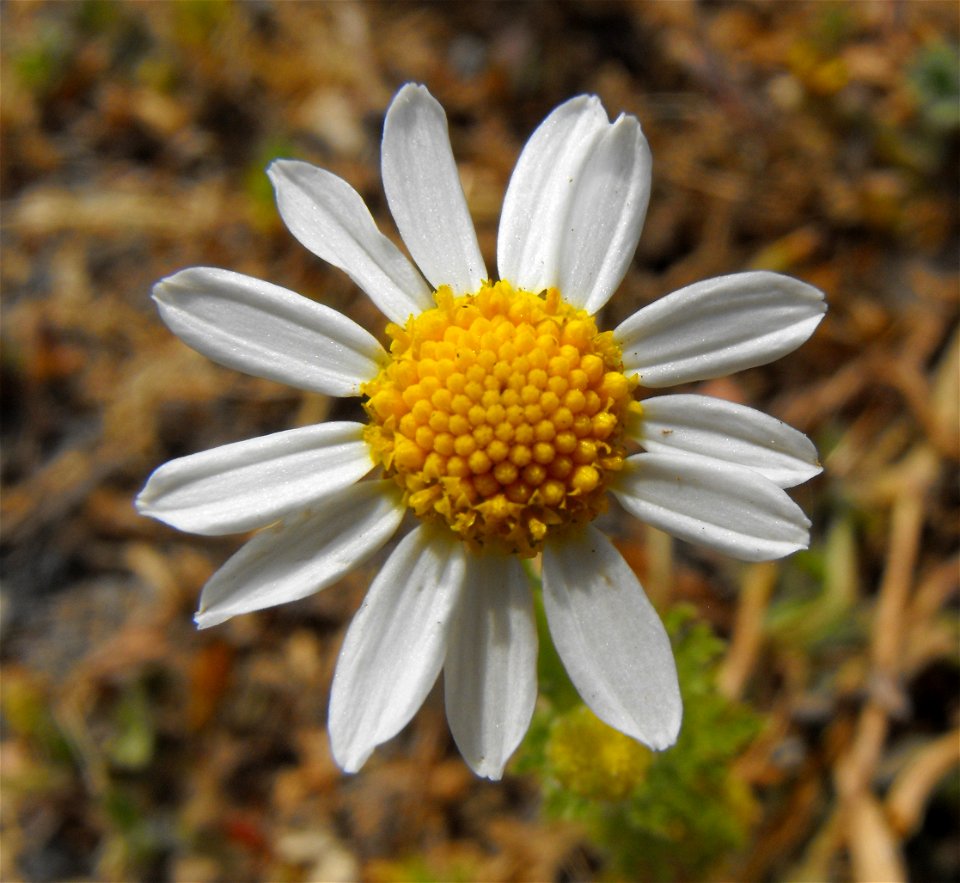 Anthemis cotula at Los Peñasquitos Canyon Preserve, northern San Diego, Southern California.