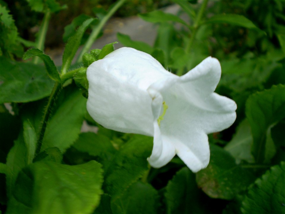 Campanula medium mariete klokje
