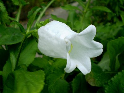 Campanula medium mariete klokje