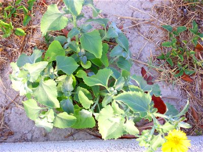 Verbesina encelioides habit, Torrevieja, Alicante, Spain