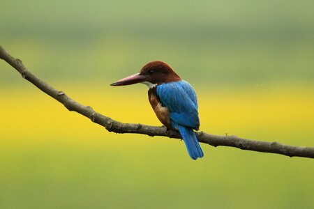 Nature bird colorful photo