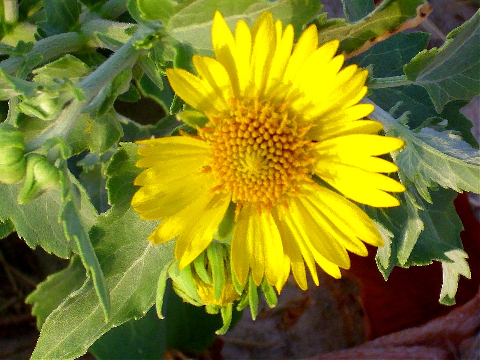 Verbesina encelioides flowers close up, Torrelamata, Torrevieja, Alicante, Spain