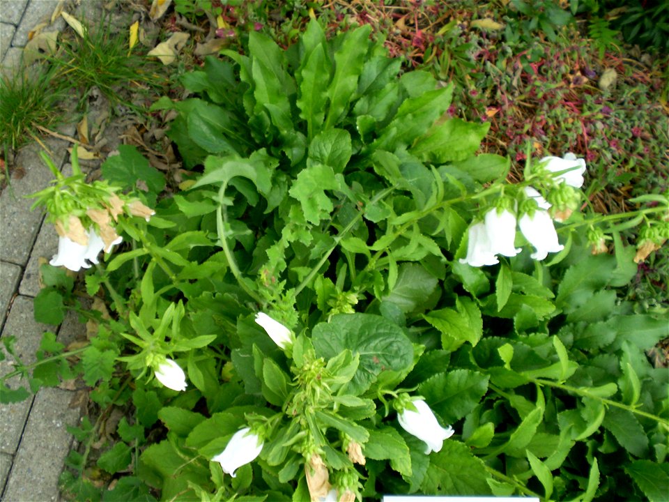 Campanula medium mariete klokje