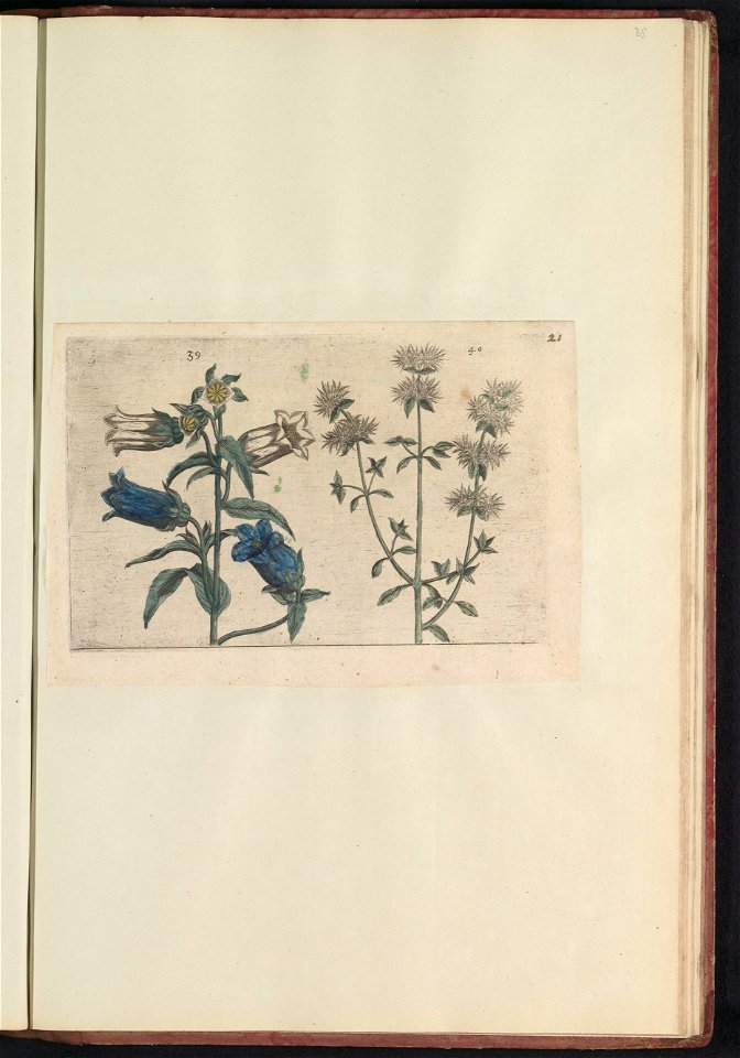 IdentificatieTitel(s): Mariëtteklokje (Campanula medium) en marjolein (Thymus mastichina)Objecttype: prent Serienummer: 39-40/60Objectnummer: RP-T-BR-2017-1-12-88Omschrijving: Mariëtteklokje en marjol