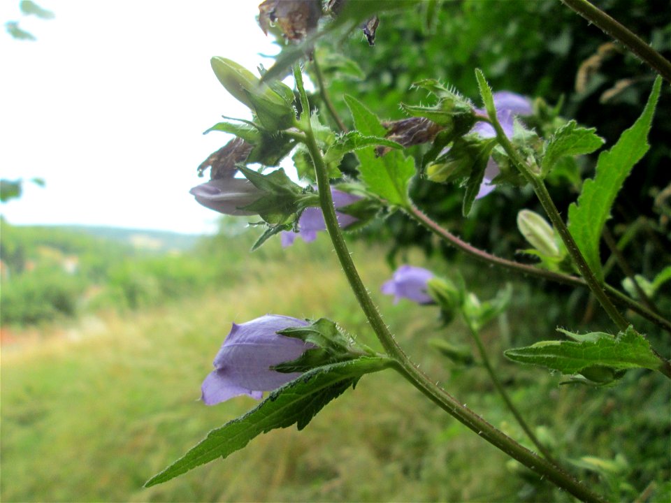 Acker-Glockenblume (Campanula rapunculoides) bei der Ev. Kirche in Fechingen