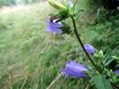 Nesselblättrige Glockenblume (Campanula trachelium) bei der Ev. Kirche in Fechingen