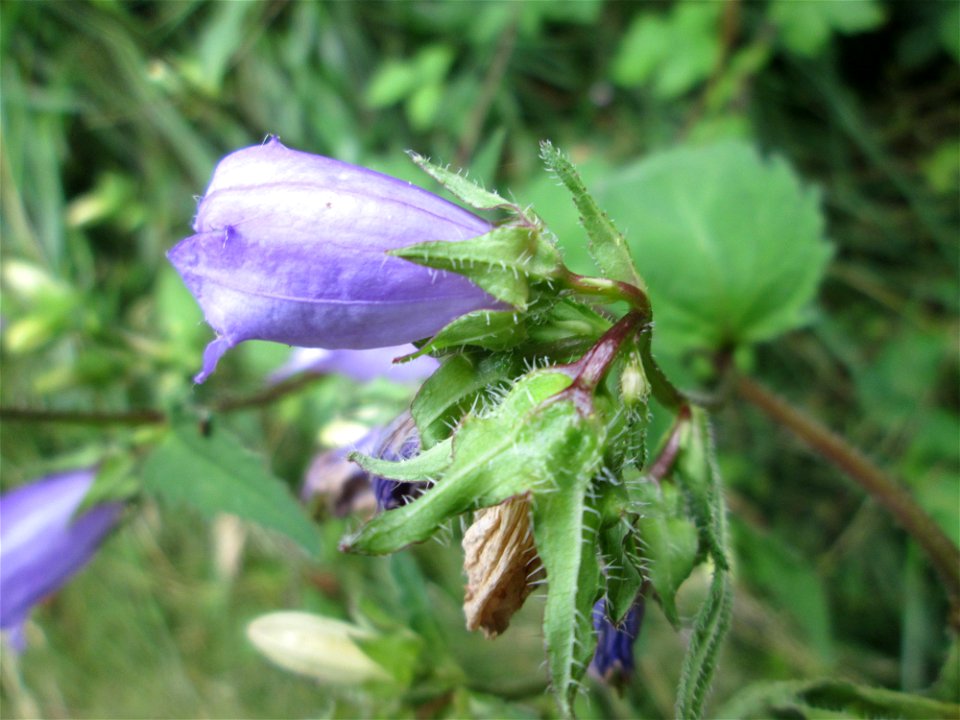 Nesselblättrige Glockenblume (Campanula trachelium) bei der Ev. Kirche in Fechingen