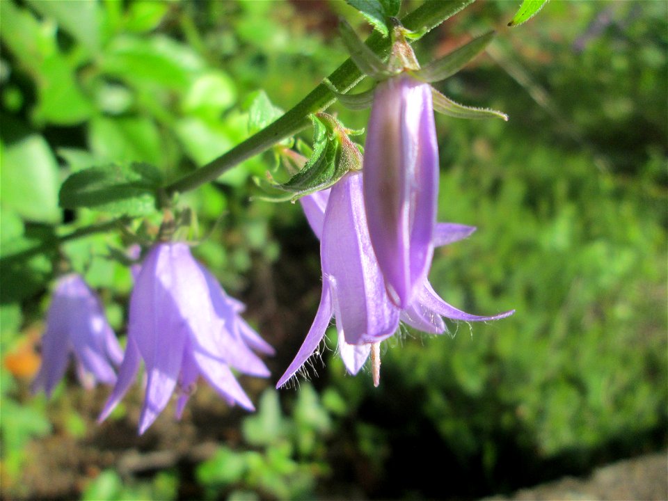 Acker-Glockenblume (Campanula rapunculoides) in Brebach