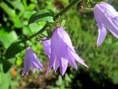 Acker-Glockenblume (Campanula rapunculoides) in Brebach