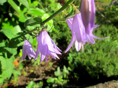 Acker-Glockenblume (Campanula rapunculoides) in Brebach