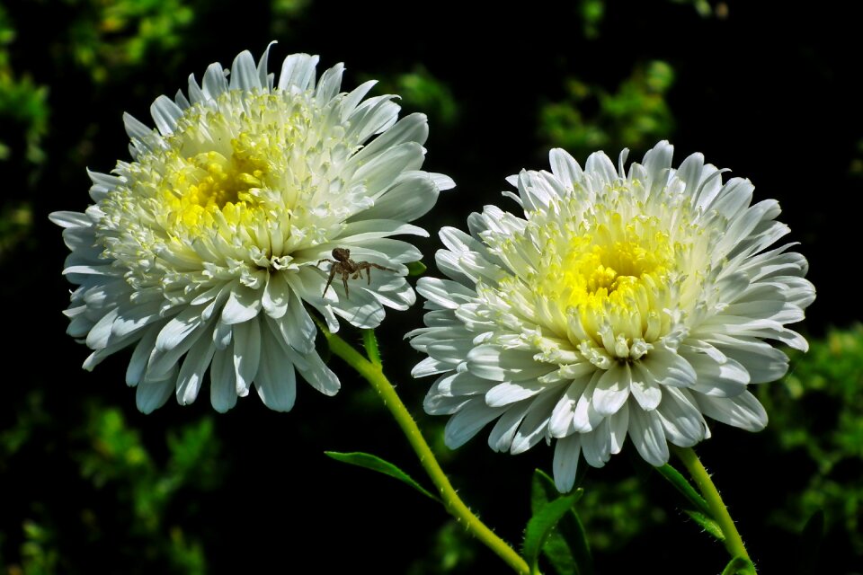 Nature summer the petals