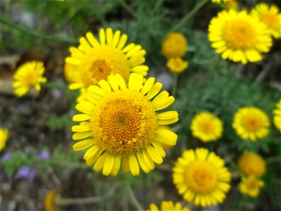 Saat-Wucherblume (Glebionis segetum) in Hockenheim - gesetzt in einen Grünstreifen in einer Maßnahme des Nabu zur Erhaltung der Artenvielfalt durch Wildblumen an Straßen- und Wegrändern