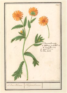 IdentificatieTitel(s): Chrysant (Chrysanthemum)St. Jans Bloemen. / Chrijsanthemum. (titel op object)Objecttype: tekening Objectnummer: RP-T-BR-2017-1-10-48Omschrijving: Oranje chrysanten. Genummerd re